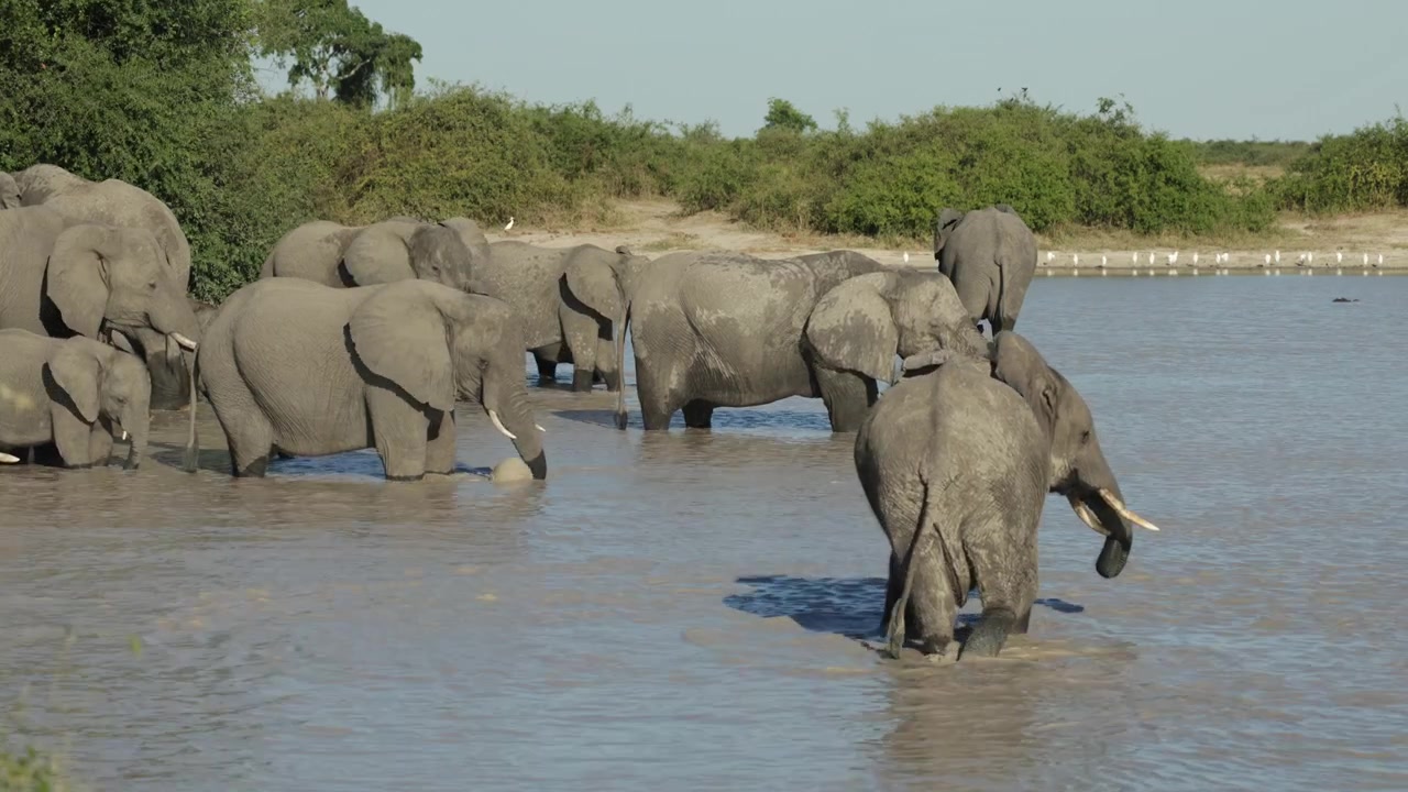 A herd of African elephants gathers at a waterhole, standing in the water and drinking together in the Botswana wilderness.