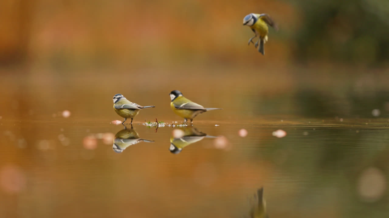 dos tetas azules en un estanque en otoño