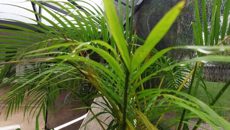 close up view of potted palm tree during rainy florida weather in summer