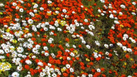 Flowers-of-Namaquland,-Northern-Cape