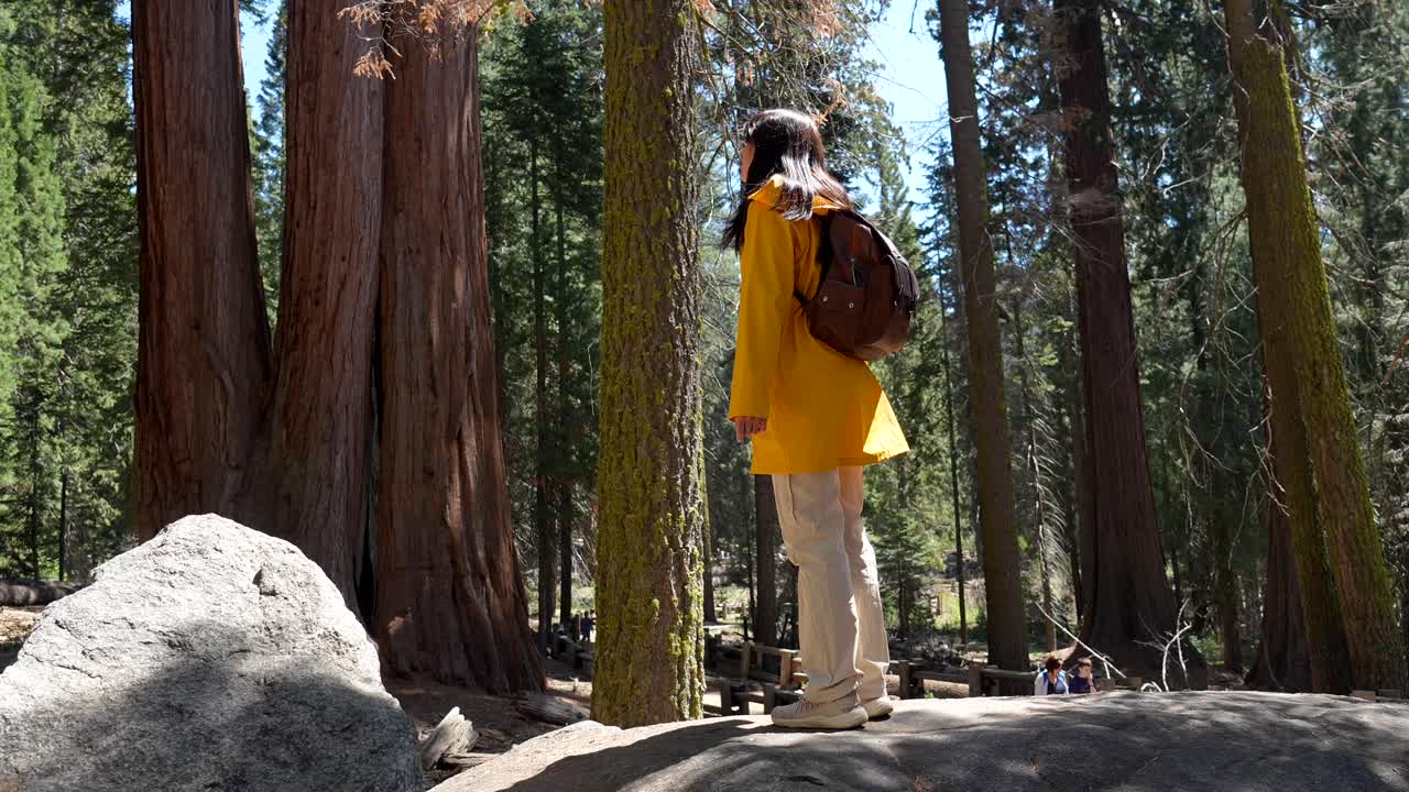 Donna felice con un impermeabile giallo che esplora una foresta di sequoie giganti