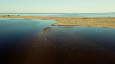 scenic view of flock of birds on serene waters of baltic sea in poland
