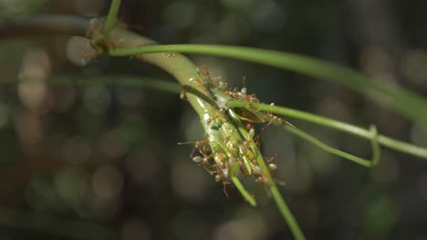 Large-Fire-Ants-Climbing-Up-On-The-Tip-Of-Plant-In-Whitehaven-Beach-In-Whitsunday-Islands-In-Australian-State-Of-Queensland