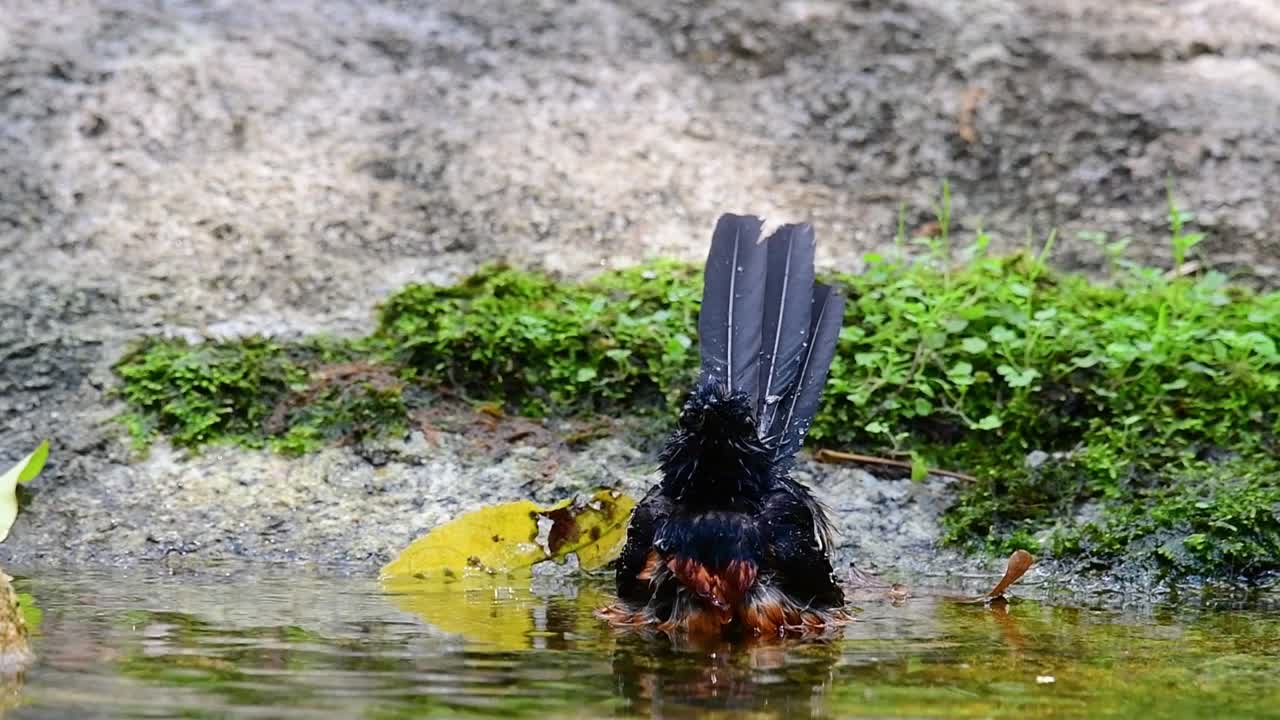 더운 날 숲에서 목욕하는 흰 엉덩이 샤마, copsychus malabaricus, 슬로우 모션