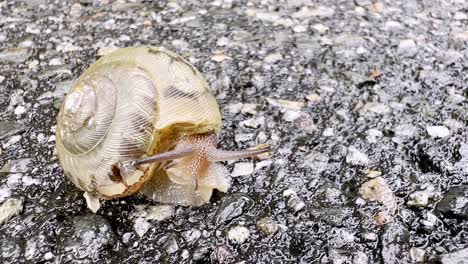 Landschnecke-Zieht-Sich-Ins-Gehäuse-Zurück