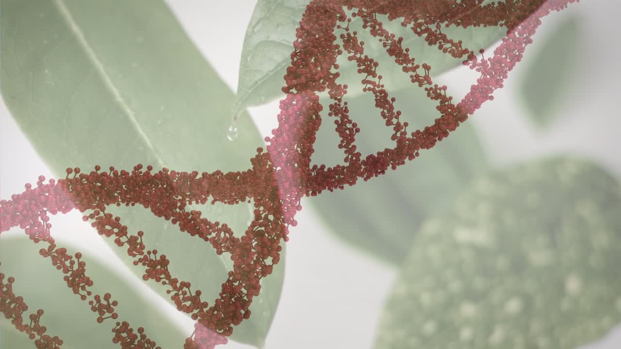 Animazione di una struttura del DNA che ruota su un primo piano di foglie su sfondo grigio