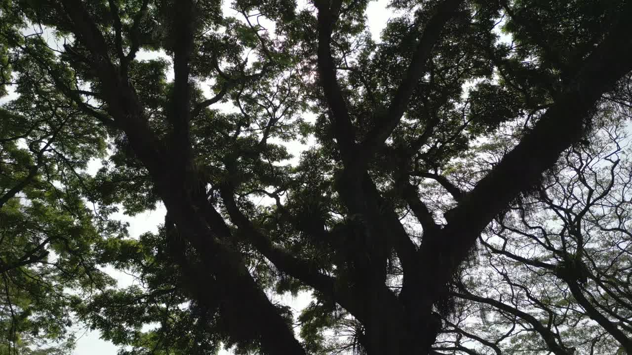 웅장한 나무의 잎자루와 가지를 통해 빛나는 빛