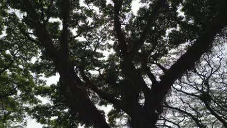 Sunlight-Shining-Through-Foliage-and-Branches-of-Magnificent-Tree