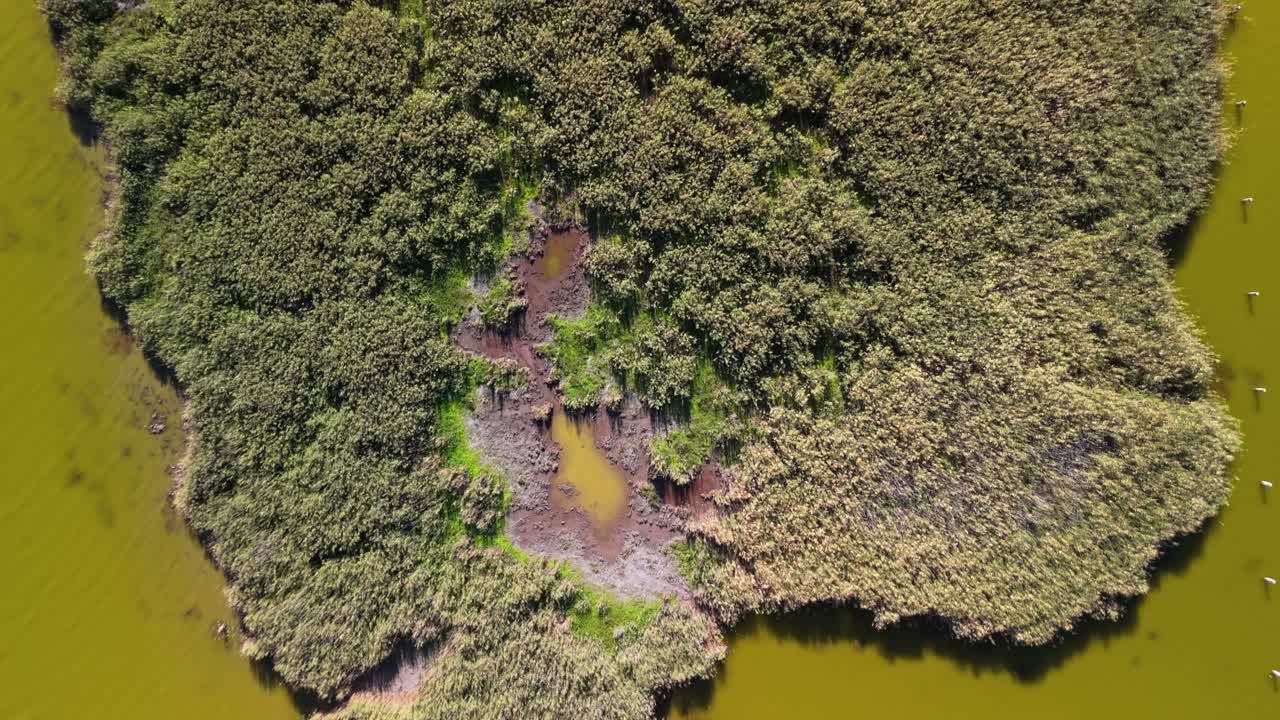 Tilt-down drone view flying over a reed-covered island on Lake Velence, Hungary, revealing muddy water patches and dense vegetation in a natural wetland habitat during early autumn