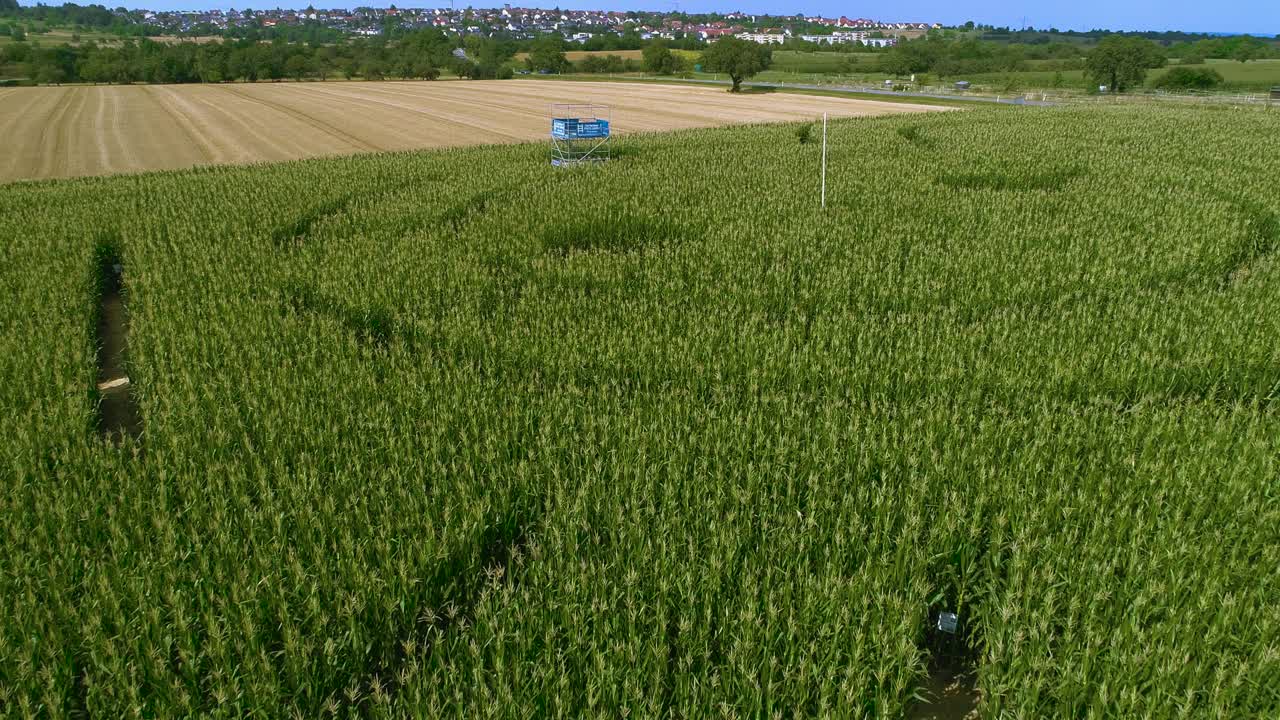 공중에서 볼 수 있는 옥수수 미로