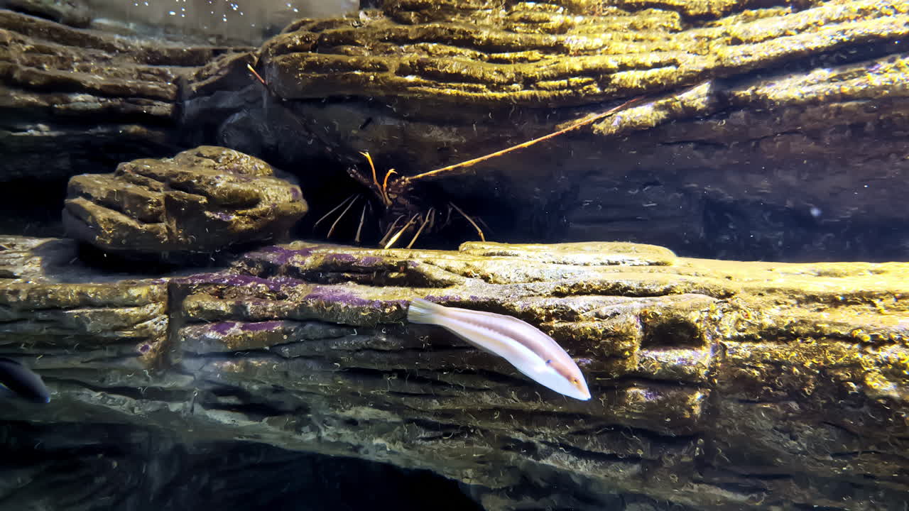 Underwater lobster hiding in rocky crevice with textured stone layers and soft light filtering through water