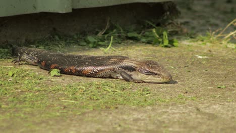 Lagarto-De-Lengua-Azul-Sentado-Al-Sol,-Parpadea-Y-Luego-Saca-La-Lengua