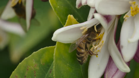 una foto macro de un grupo de abejas extrayendo miel de un limonero que brota