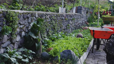 Two-Wheelbarrows-in-Organized-Garden,-Pan-shot