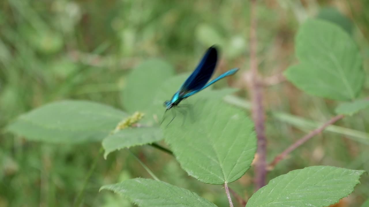 caballito del diablo de primer plano, similar a una pequeña libélula, sosteniendo una hoja movida por el viento