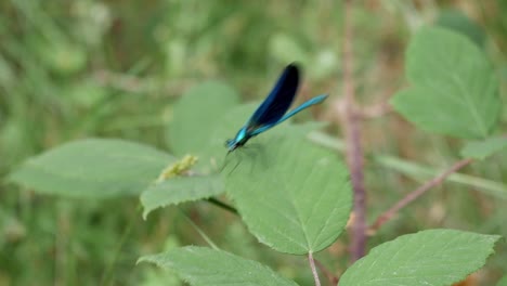 Close-up-Damselfly,-similar-to-small-Dragonfly,-holding-to-leaf-moved-by-wind