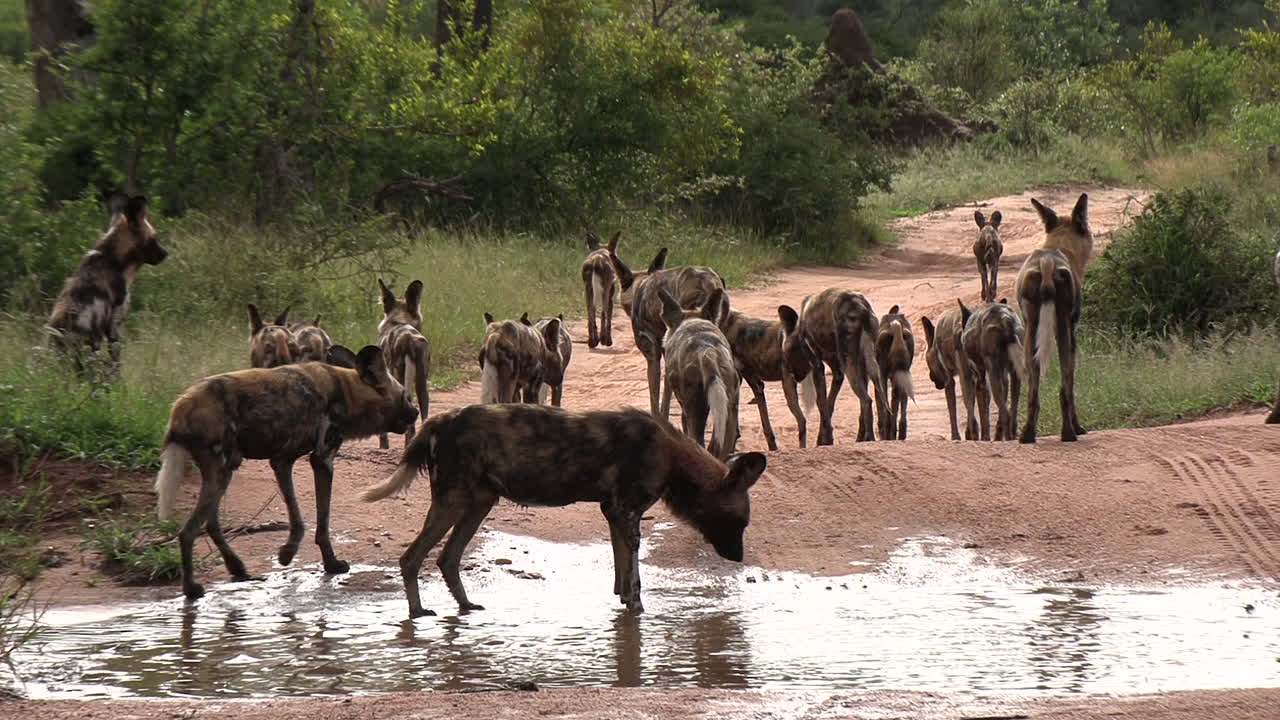 크루거 국립 공원 (남아프리카) 의 길에 있는 비 웅이에서 냉각하는 아프리카 야생 개 한 무리를 천천히 확대합니다.