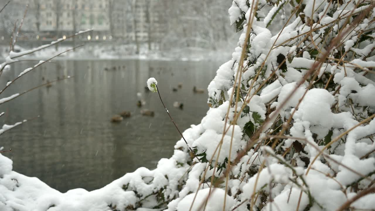 La neve si posa sui rami lungo il bordo dello stagno a Central Park. L'acqua riflette gli edifici e gli alberi circostanti in una mattina d'inverno