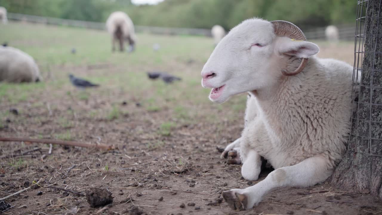 농장의 흰 양은 낮에 친구들이 초원을 산책하는 동안 나무 아래에서 쉬며 반추하고 있습니다.
