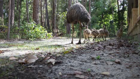 emú con pollitos forrajeando junto a una casa de campo en un bosque denso