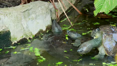 terrapinas que interactúan cerca del agua y la vegetación