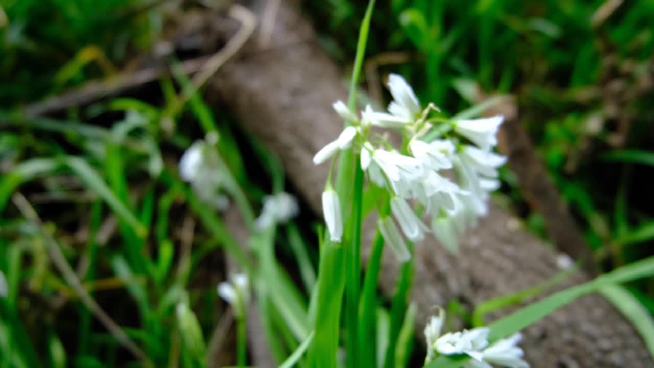 Closeup of delicate white snowdrop wild flowers moving in windy weather conditions in forest environment of New Zealand Aotearoa