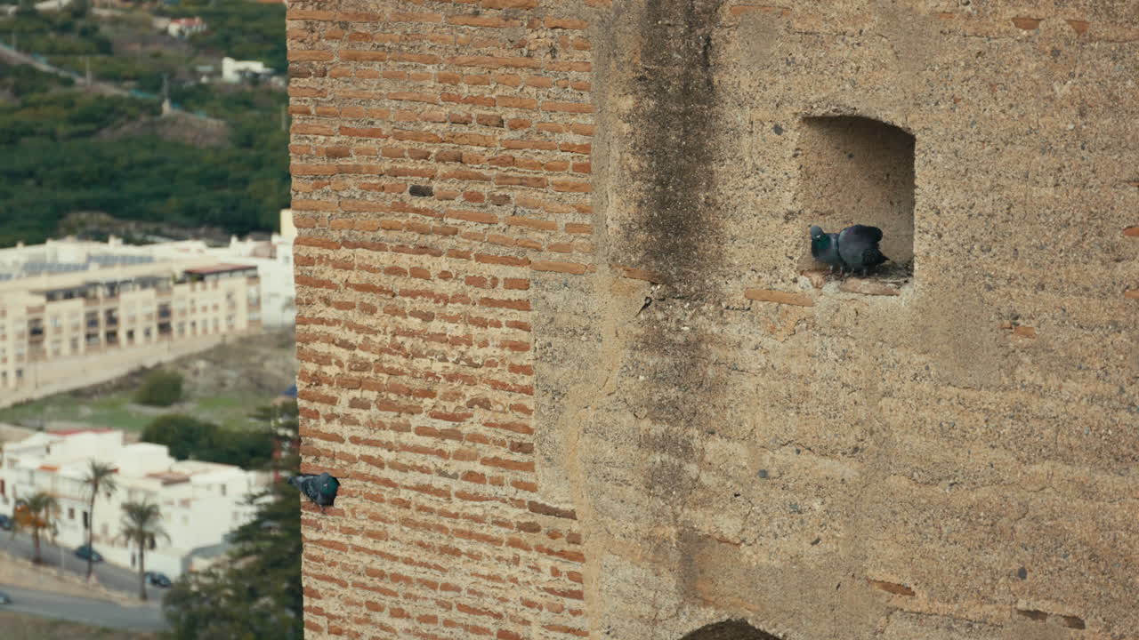 Primo piano di due piccioni appollaiati in una nicchia di pietra consumata di un vecchio muro di una fortezza, che si affaccia su edifici bianchi e palme sottostanti