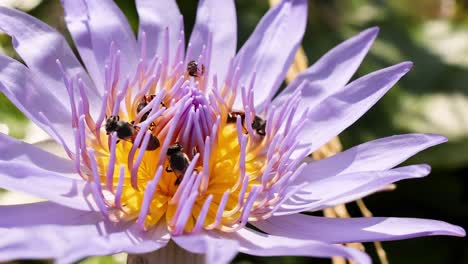 purple lotus flower with bees