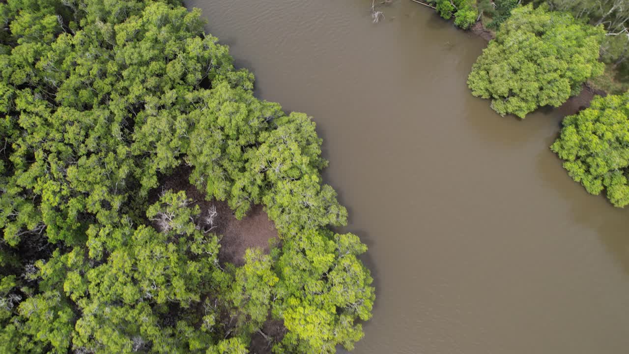 Brunswick River Through Lush Green Mangrove Forest In New South Wales, Australia. aerial topdown shot