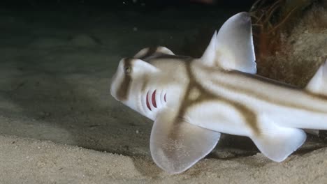 port jackson shark swimming at night in slow motion 4k heterodontus portusjacksoni