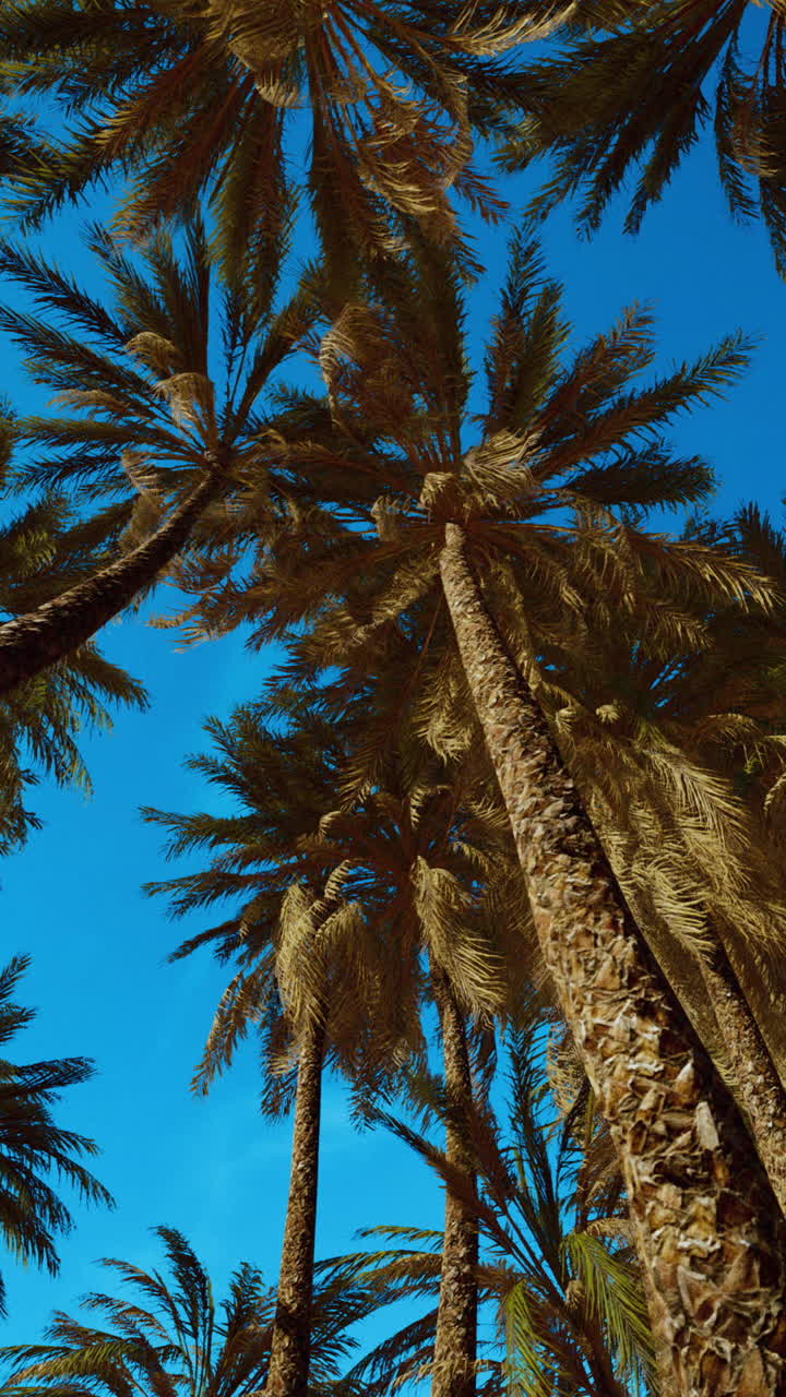 Palm trees against a blue sky
