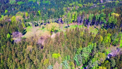 Luftaufnahme-Eines-üppigen-Grünen-Waldes-Mit-Gemischten-Baumarten