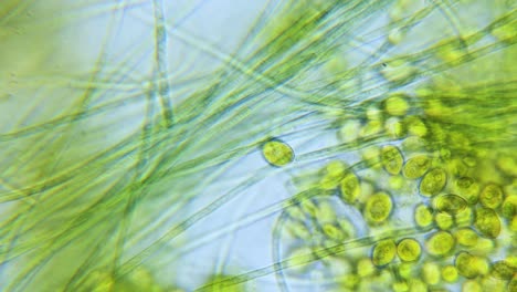 Cyanobacteria-and-green-algae-movement-under-microscope