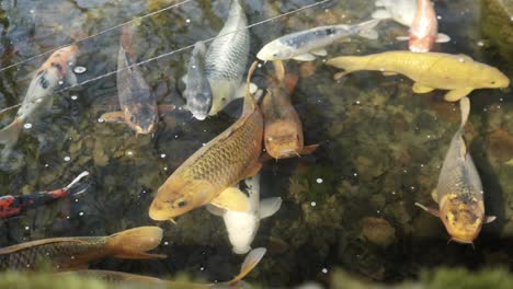 beautiful-Japanese-koi's-in-Japanese-garden-in-Hasselt,-Belgium