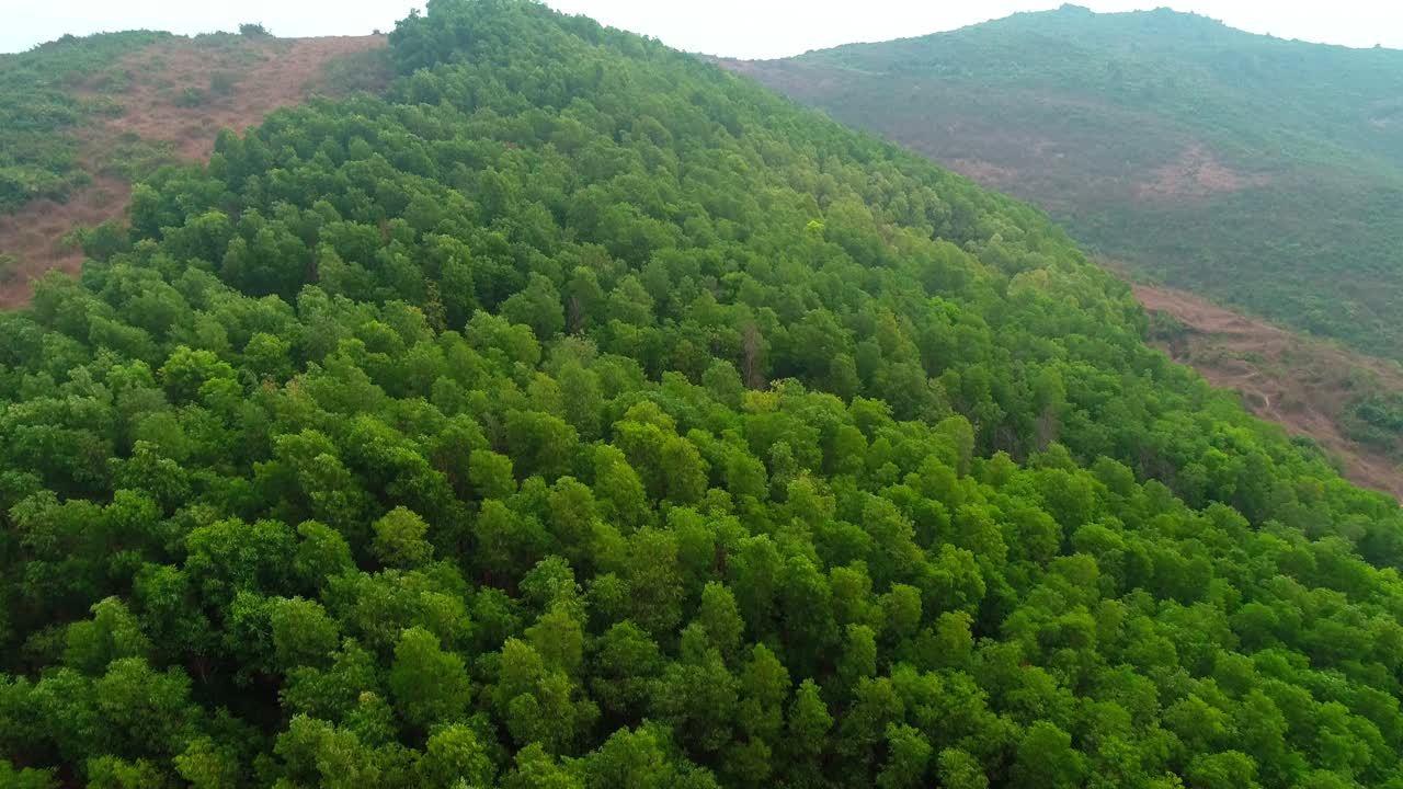 bosque indio verde en la selva de la montaña