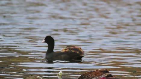 Common-coot-bird-searching-for-food-in-pollutes-trashed-pond-I-Common-coot-bird-stock-video