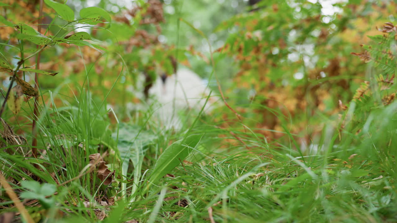 Close up of green grass and forest leaves with blurred view of fairy god walking in background, surrounded by nature and soft light, symbolizing mystery and connection between fantasy and earth