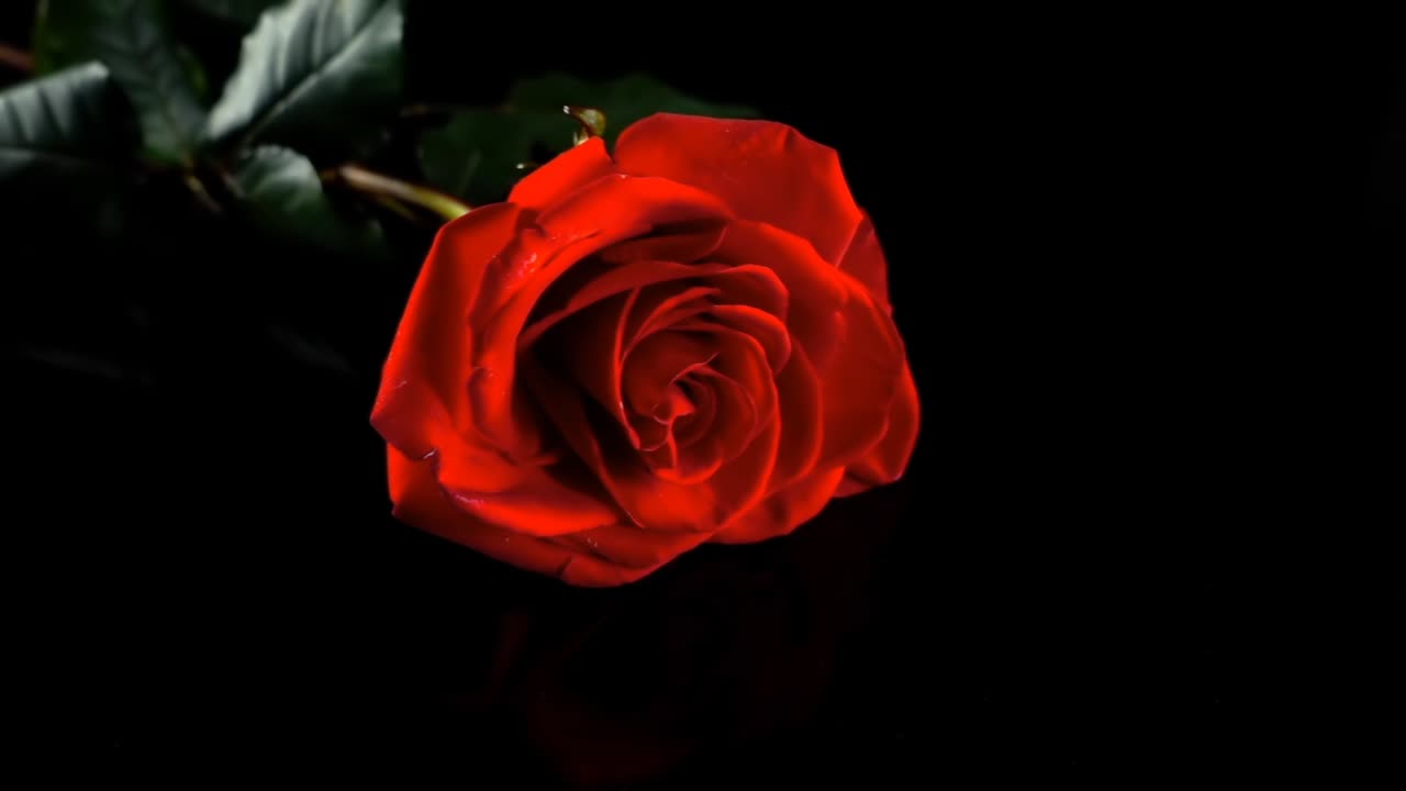 Caduta di una rosa su sfondo nero. Slow motion