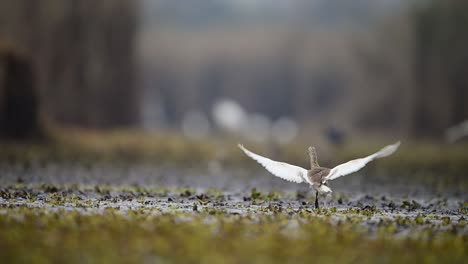 Las-Garzas-Indias-Cazando-En-El-Estanque.