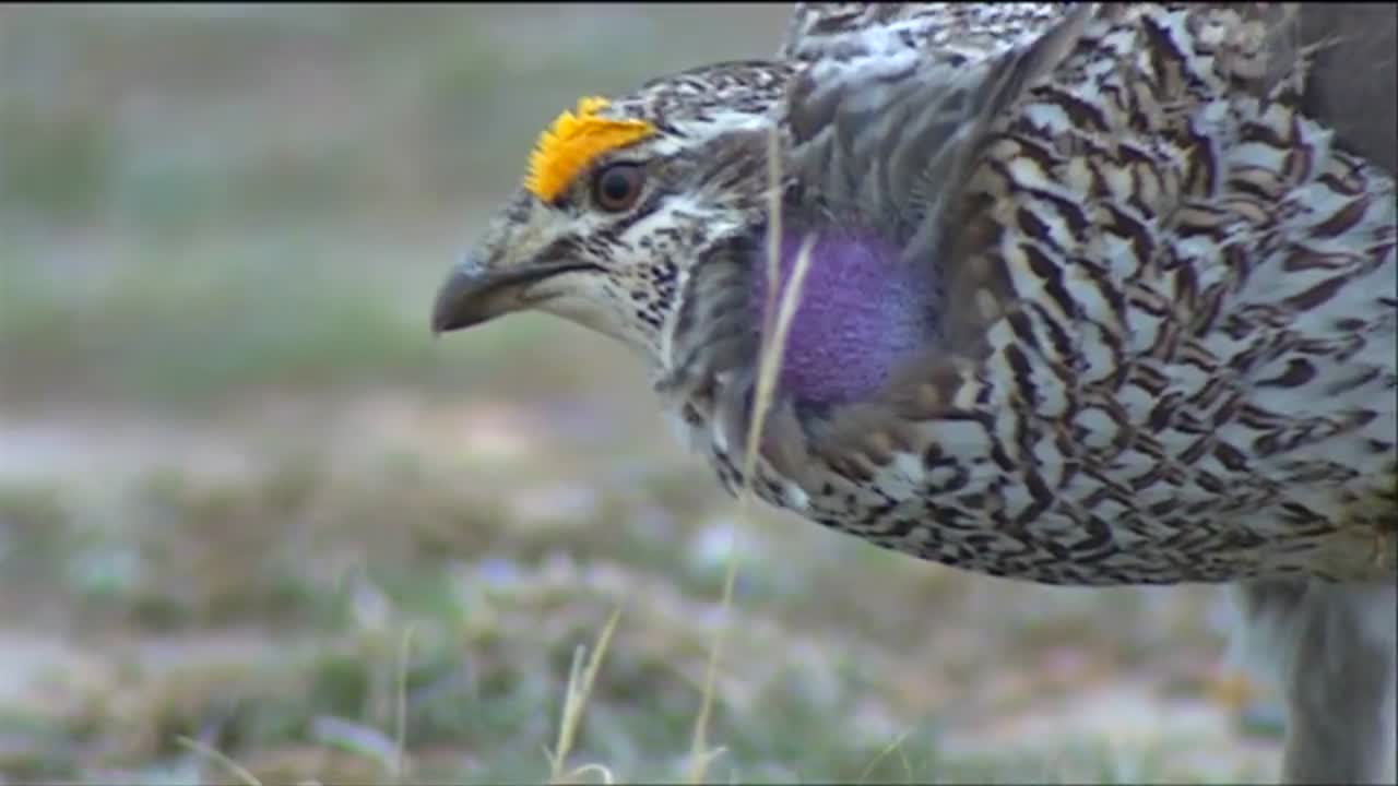 들판을 걷는 뇌조