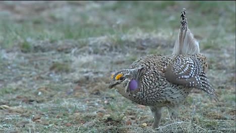 grouse walk in a field