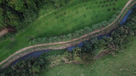 Slow-zoom-down-above-a-field-and-palm-trees-with-a-drone