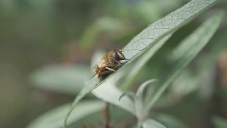 Wasp-rests-on-lush-green-leaf