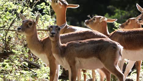 a flock of persian gazelles or gazella subgutturoza standing in a slightly forested area chewing and enjoying the sun falling through the trees