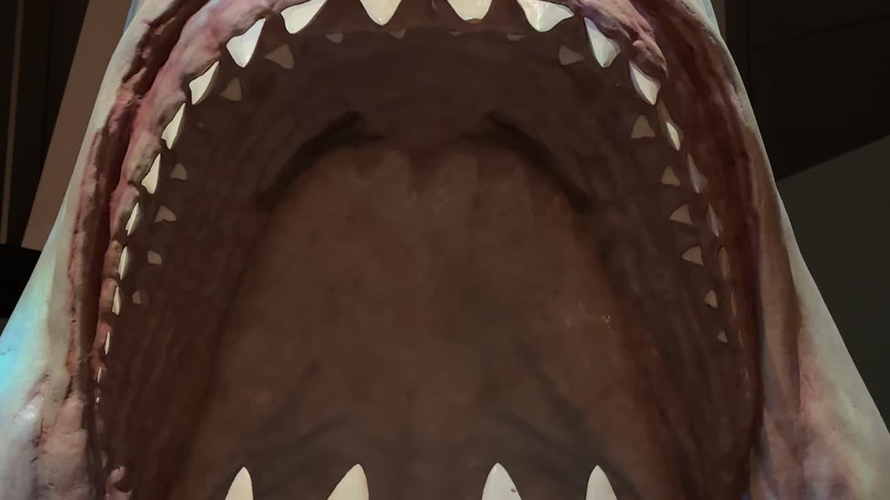 Great White Shark Extreme Closeup inside mouth big teeth museum model exhibit