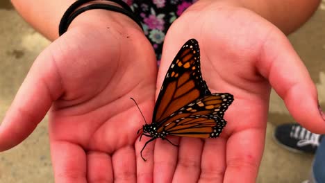 butterfly hangs onto little girls hand, opening and closing showing its beautiful wings