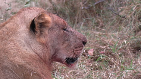 Close-up-of-a-lion-with-blood-on-its-face-after-feeding,-profile-side-view