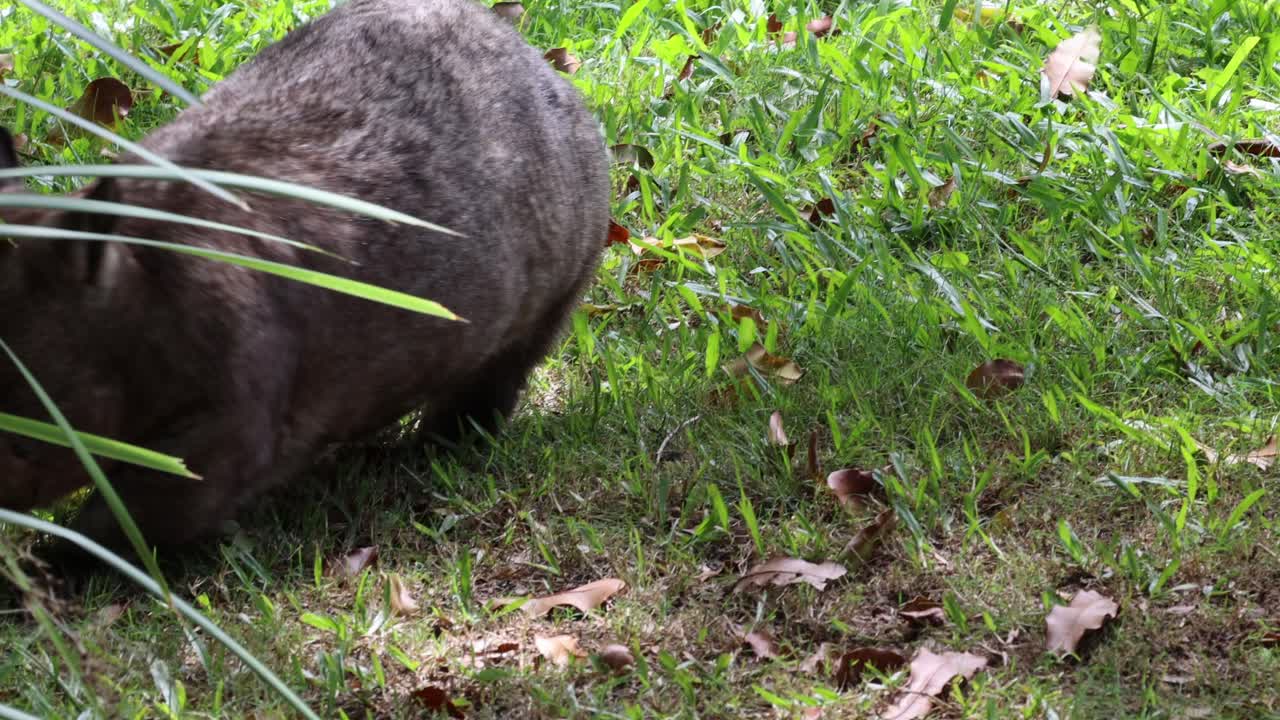 A wombat moves around, sniffing and foraging.