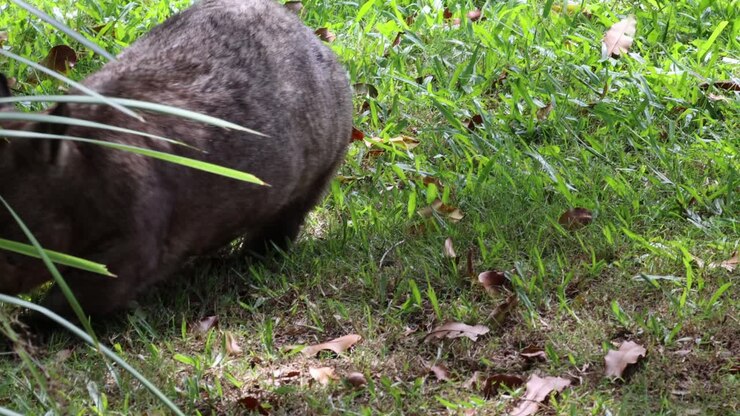 Un wombat si muove, annusando e cercando cibo