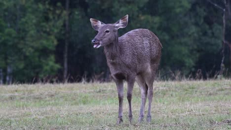 El-Ciervo-Sambar-Es-Una-Especie-Vulnerable-Debido-A-La-Pérdida-De-Hábitat-Y-La-Caza